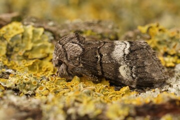 Closeup on an oak marbled brown moth, Drymonia querna sitting on wood