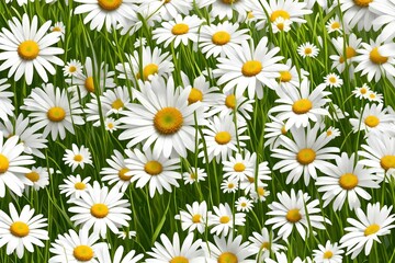 Spring green grass and daisies on a white background