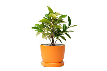 Ficus Benjamin. Young houseplant isolated on PNG Background. Generative Ai.