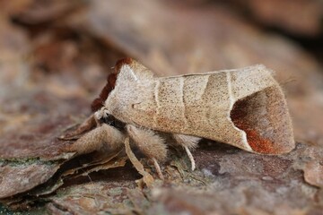 Close up of the chocolate-tip moth, Clostera curtula on wood