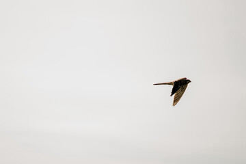 Ein Vogel fliegt am blauen Himmel