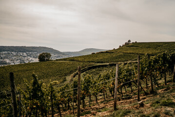 Naklejka premium Wunderschöner Ausblick über die Weinberge