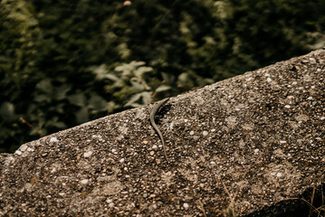 Alte Steinmauer in der Sonne mit einer Eidechse