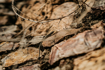 Alte Steinmauer in der Sonne mit einer Eidechse