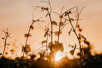 Sonnenuntergang in den Weinreben