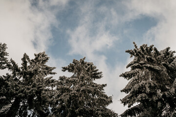 Wolkiger Himmel mit schneebedeckten Baumspitzen