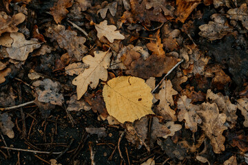 Buntes Herbstlaub am Boden