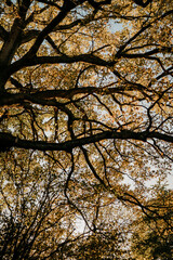 Bunter Baum im Herbst