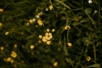 Gelbe Blume auf einer Weise