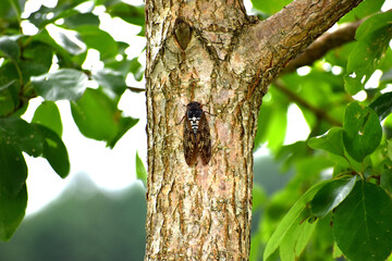 木にとまるアブラゼミ