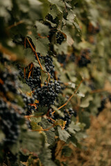 Weinreben voller Blätter und Trauben