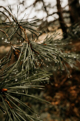 Nadelbaum mit sch&ouml;nem Gr&uuml;nton