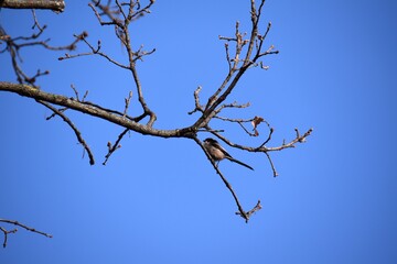 Sparrow on a branch