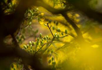 Apricot Blossom are in Ho Chi Minh city, Vietnam