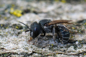 Closeup on the dark black colored female of the Blue mason bee, Osmia caerulescens sitting on wood