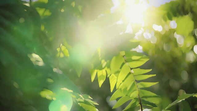 The everchanging interplay of light and shadow as the sun filters through the layers of greenery.