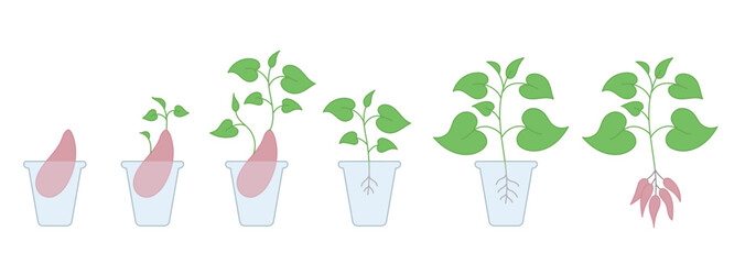 The sweet potato seedling. Plant growth stages. Yams growing cycle. Harvest progression. Vector illustration.