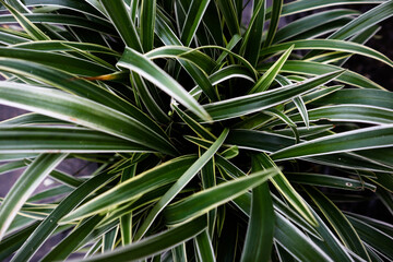 Fototapeta premium Fresh Spider Plant or Airplane Plant in a small pot.