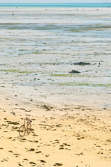 Fishermen on mudflat in Zanzibar