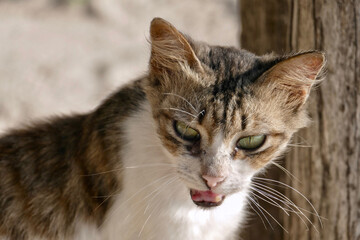 Fototapeta premium Portrait of an adorable tabby kitten in Zanzibar