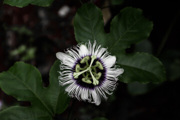 Purple Passion fruit flower.