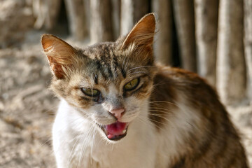 Portrait of an adorable tabby kitten in Zanzibar