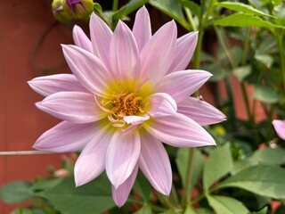 view of rashtrapati bhavan amrit udyan