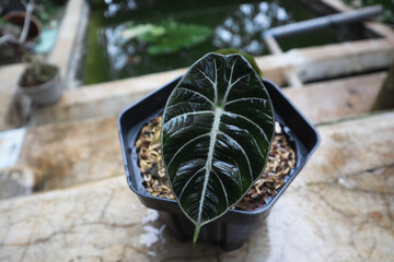 Alocasia Black Velvet or Alocasia reginula leaves. Ornamental plants with exotic leaves and are popular plants.