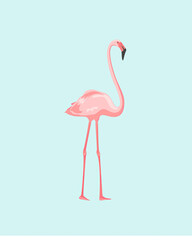 Fototapeta premium pink flamingo isolated on soft blue backround