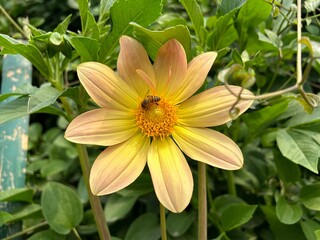 view of rashtrapati bhavan amrit udyan