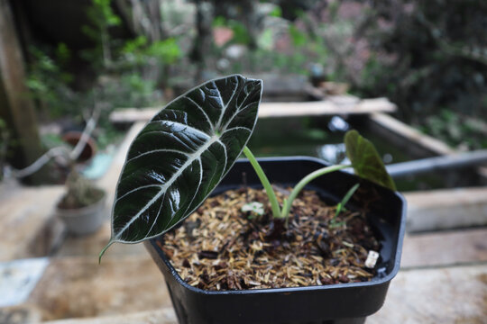 Alocasia Black Velvet or Alocasia reginula leaves. Ornamental plants with exotic leaves and are popular plants.