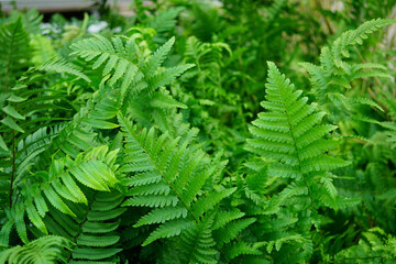 Closeup on beautiful fresh green Dryopteris ferns foliage background