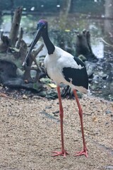 Port Douglas, Queensland, Australia