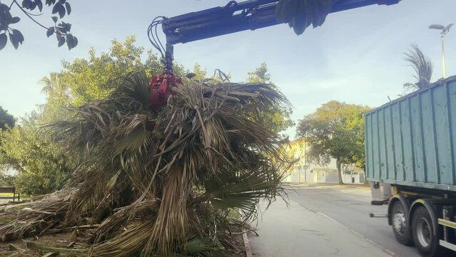 a grab removes branches on the street. Close-up of cut branches from palm trees that are removed by a machine with a grab grip. The concept of cleaning parks, trimming palm trees