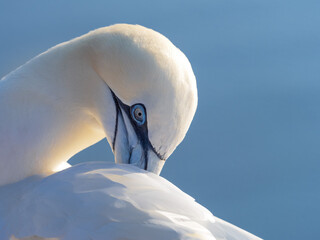 Closeup northern gannet