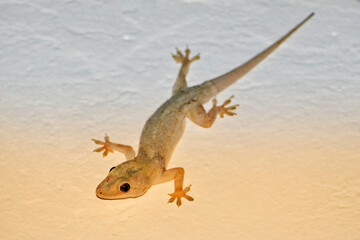 Portrait of a Common House Gecko