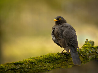 Blackbird on the tree in wild nature on blur background