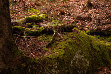 large tree roots on the ground