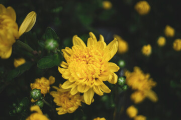  green leaves on background,Group of yellow sun flower next to the road,Field of orange petals of Opium poppy flower blooming on blurry green leaves under sunlight evening,Close-up of flowering plant 