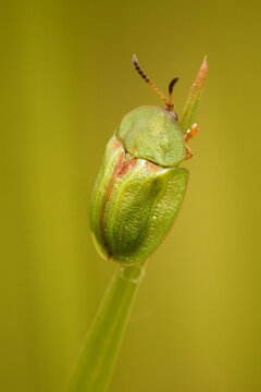 Vertical close up of the green thistle tortoise beetle, Cassida vridis sitting on a straw of grass