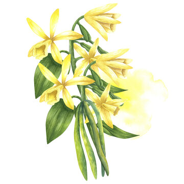 Vanilla flowers with watercolor splash. Hand drawn watercolor vanilla illustration on white isolated background. Sketch of food spice or essential oil ingredient for logo on white isolated background.
