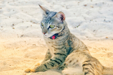 Portrait of an adorable tabby kitten in Zanzibar