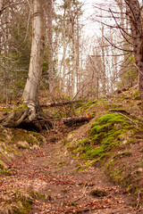 Obraz premium moss on the ground in a coniferous forest