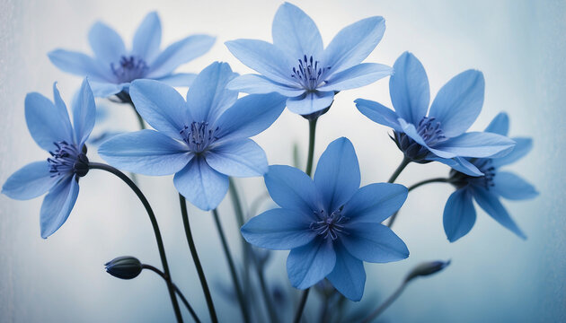 A bunch of blue flowers set against a soft textured background in varying shades of blue and the play of light and shadow creates an abstract design imbuing the image with a sense of mystery and calmn