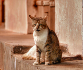 Obraz premium Portrait of an adorable ginger cat in Stone Town, Zanzibar