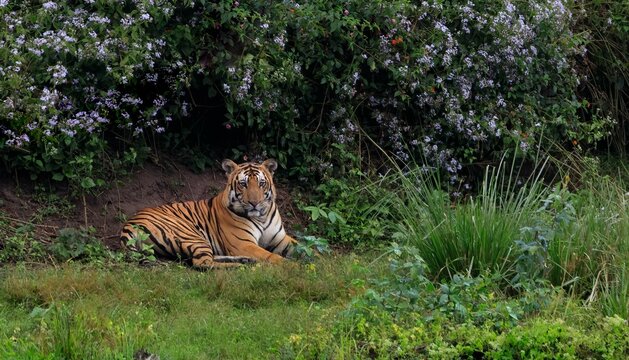 Amazing tiger in the nature habitat. Tiger pose during the golden light time. Wildlife scene with danger animal. Hot summer in India.