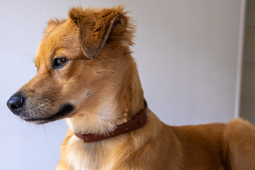 Caramel dog, Brazilian stray, friendly, docile, and well cared for