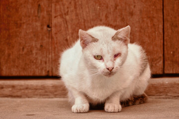 Portrait of an adorable ginger cat in Stone Town, Zanzibar