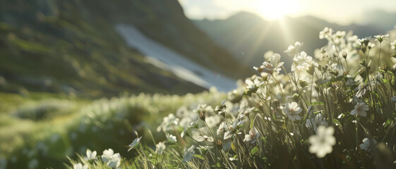 Sun-kissed blooms grace an alpine meadow, heralding the joy of early summer mornings. - obrazy, fototapety, plakaty