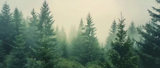 Foto auf Acrylglas Misty forest dreamscape envelops a lonely cabin, inviting contemplation and mystique. © Ai Studio